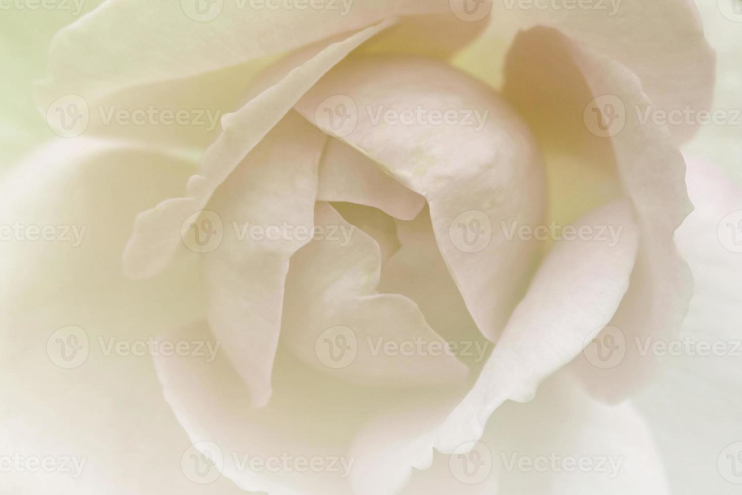 primo piano del fiore bianco foto