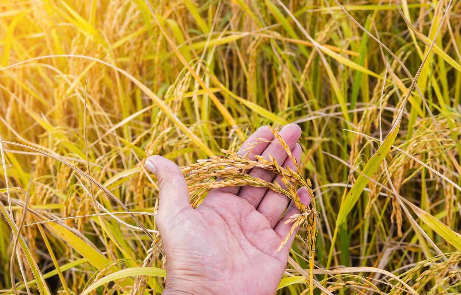 mano che tiene il gambo di riso dorato in un campo foto