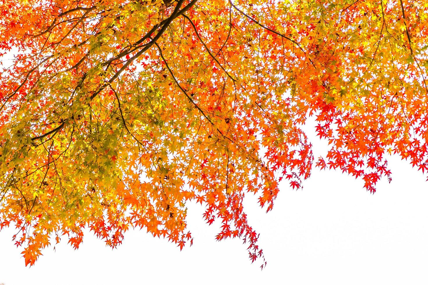 bellissimo albero di acero in autunno foto