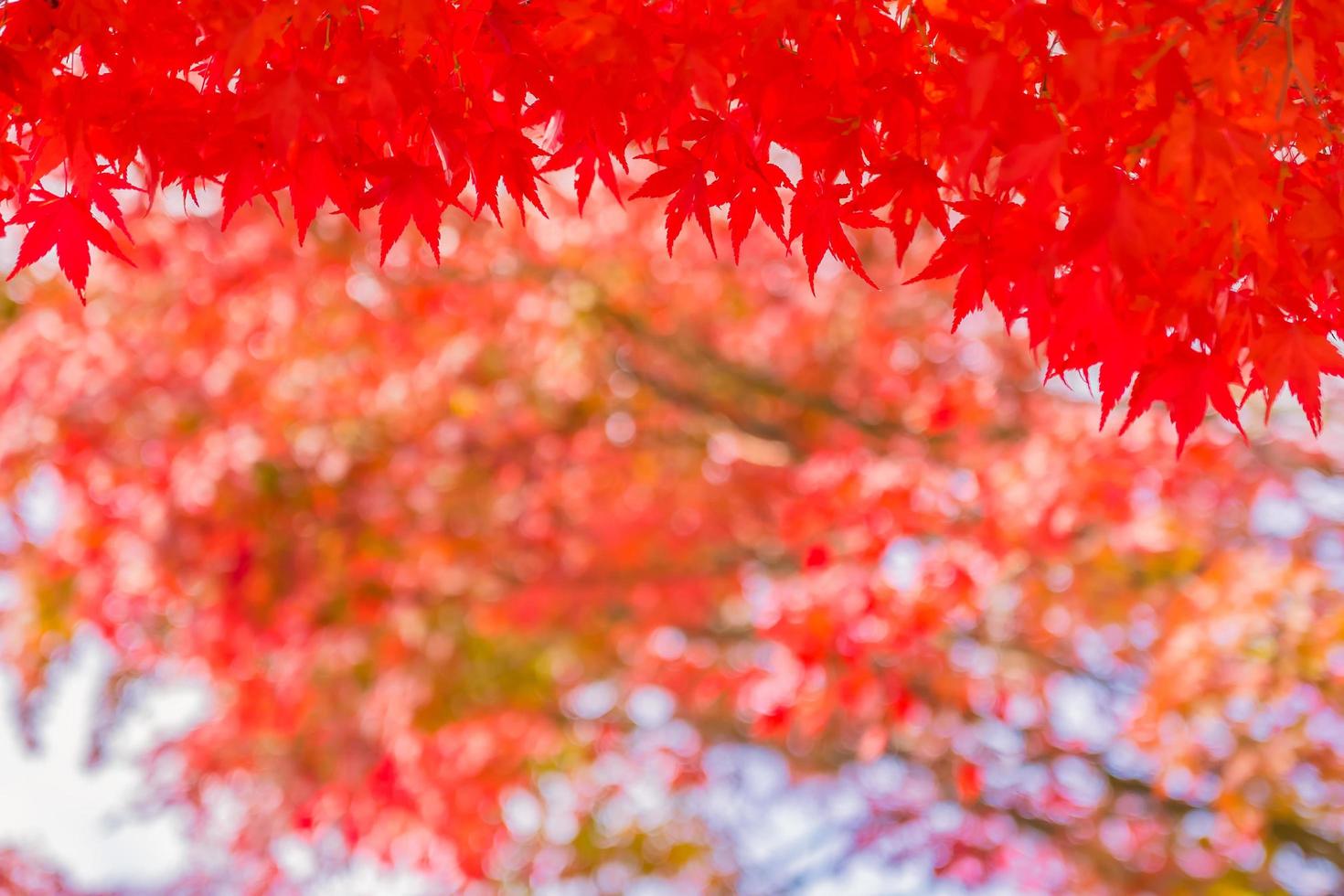 bellissimi alberi di acero in autunno foto