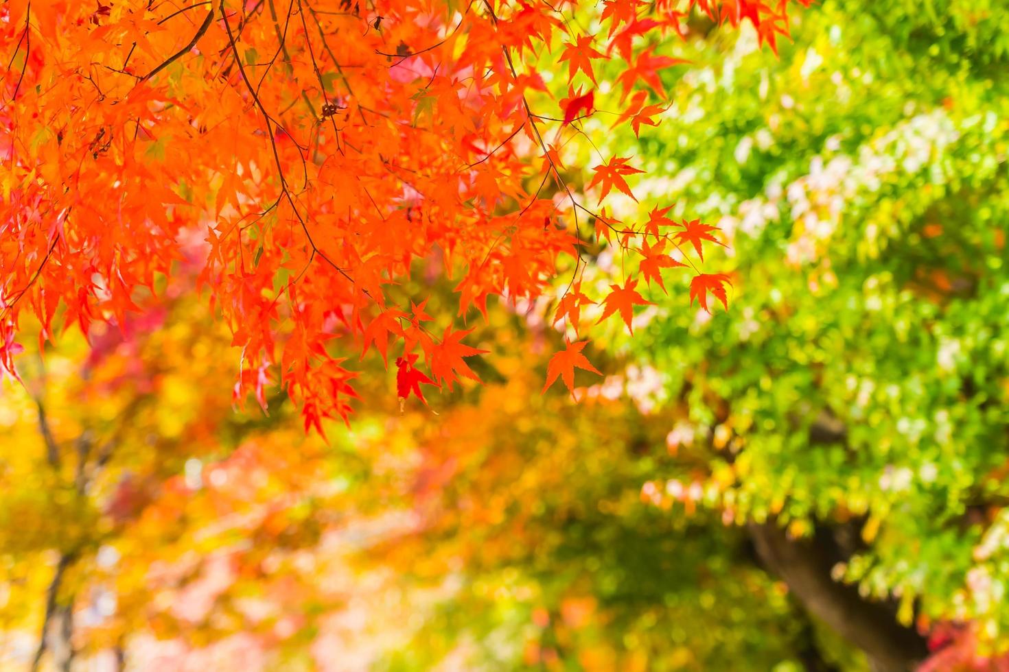 bellissimi alberi di acero in autunno foto