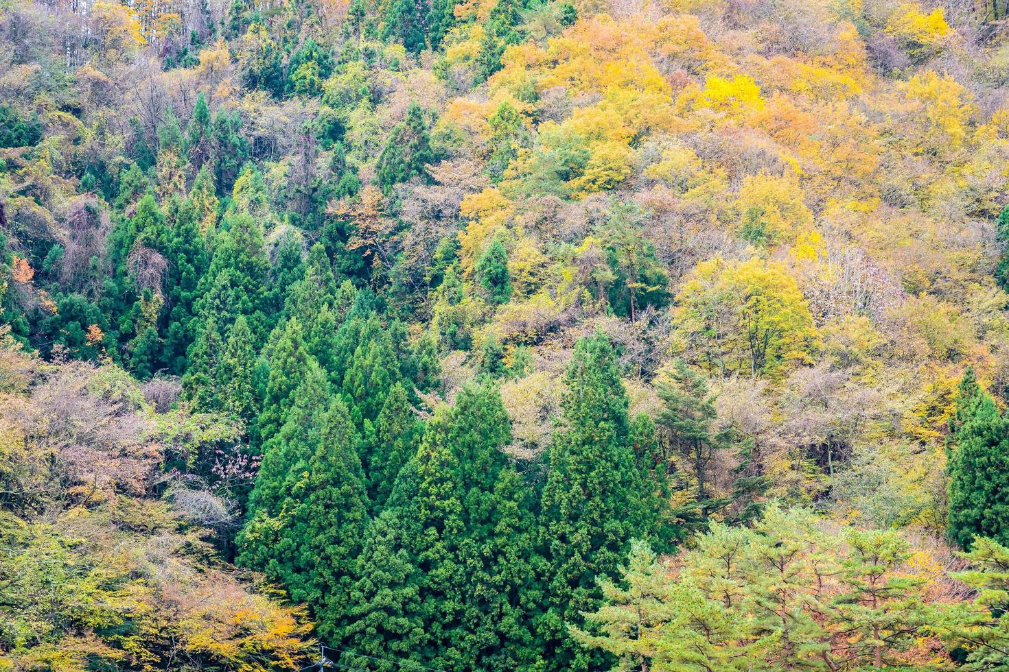 foresta su una montagna in autunno foto