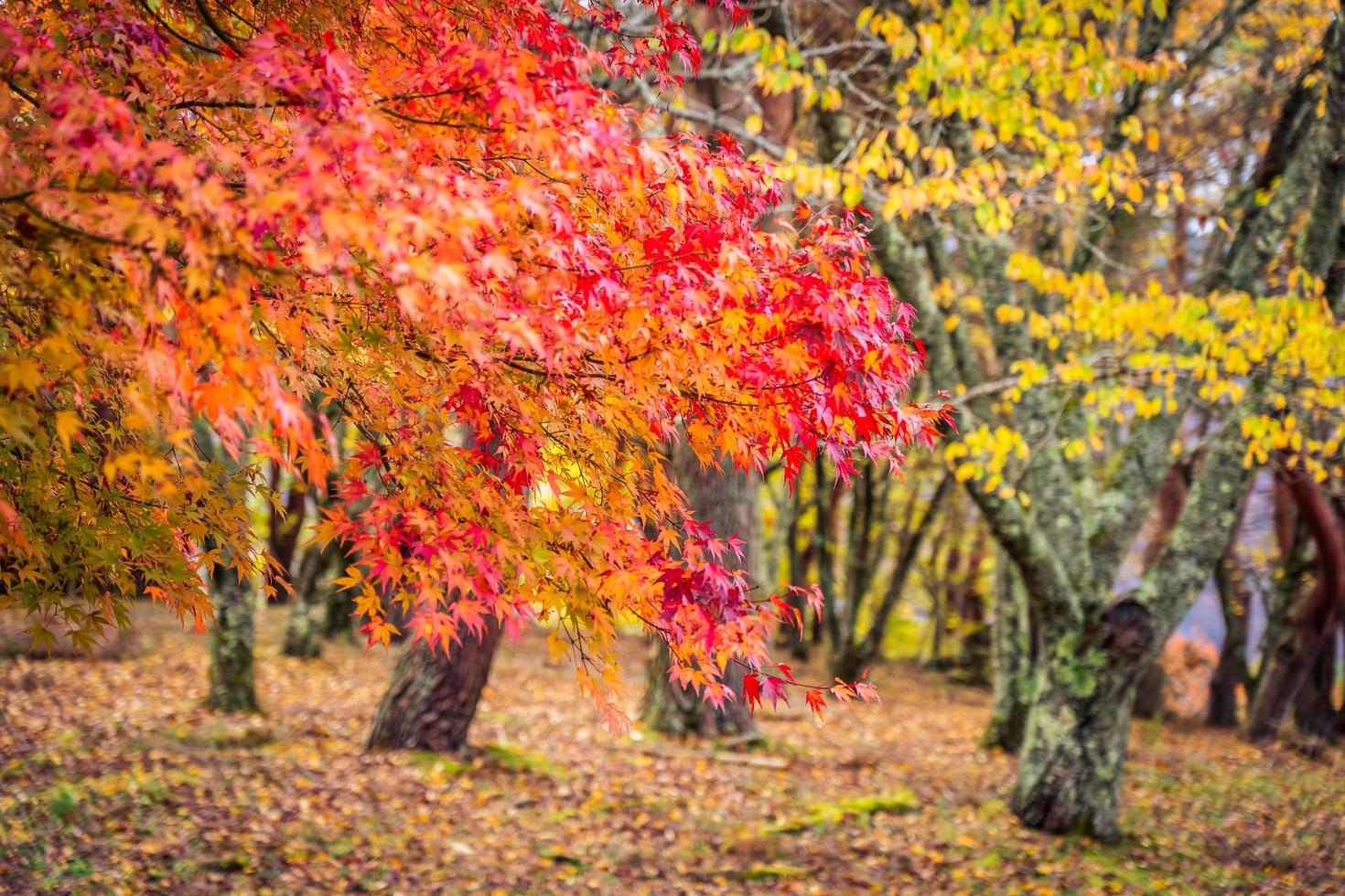 bellissimo albero foglia d'acero in autunno foto