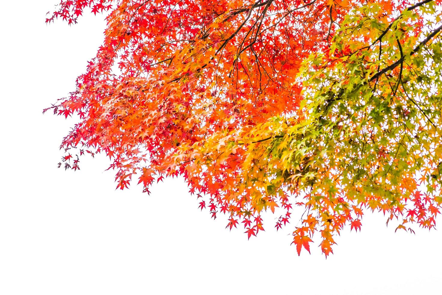 bellissimi alberi di acero in autunno foto