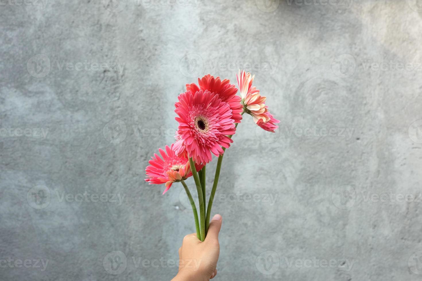 mano che tiene fiore rosa sul muro grigio Sfondo foto