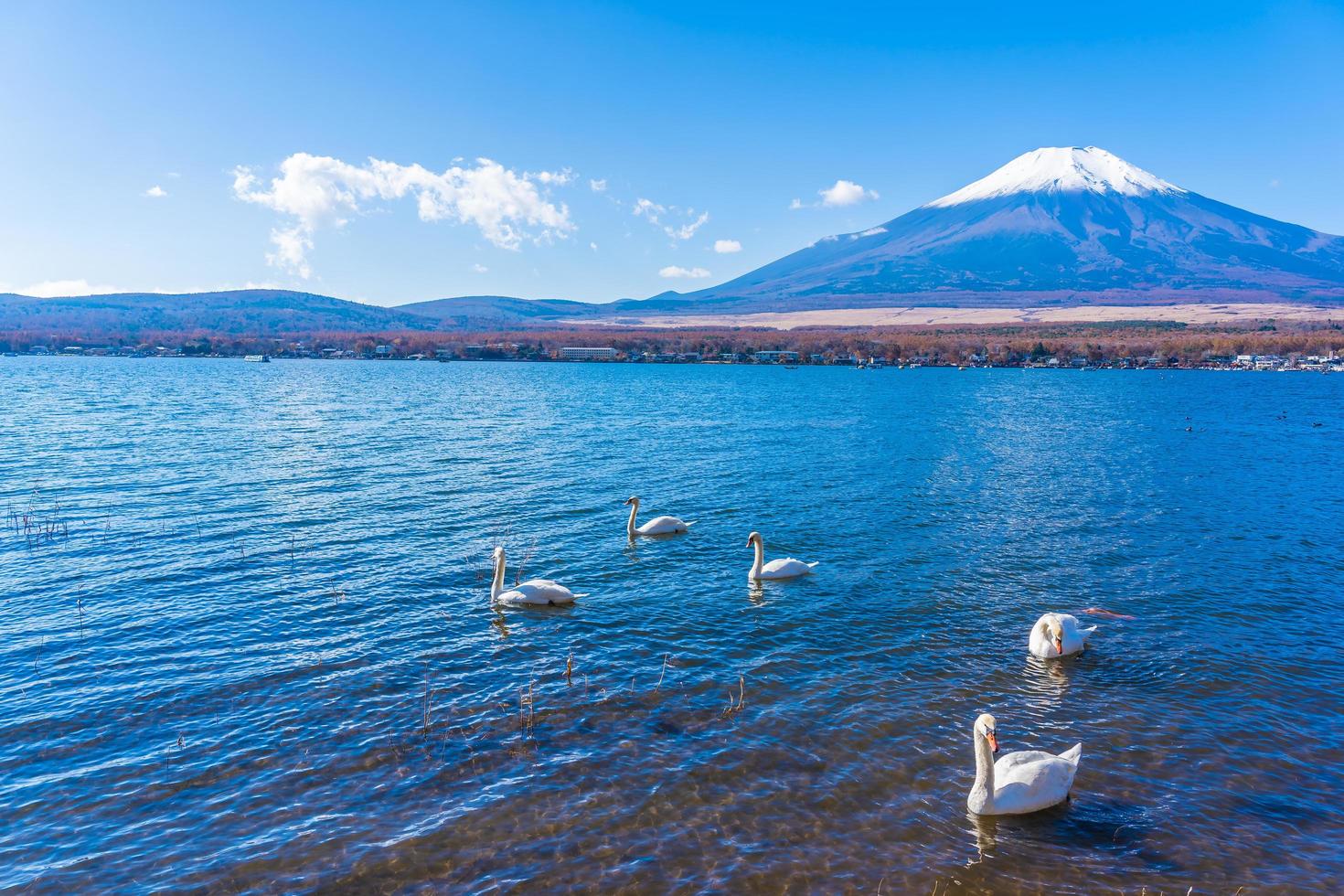 cigni sul lago yamanakako a mt. fuji in giappone foto
