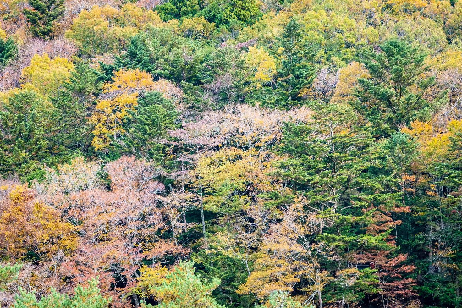 foresta su una montagna in autunno foto