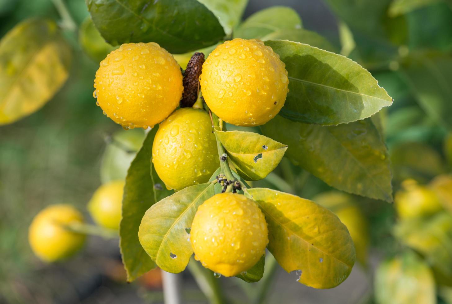 Limone albero con il mattina rugiada. foto