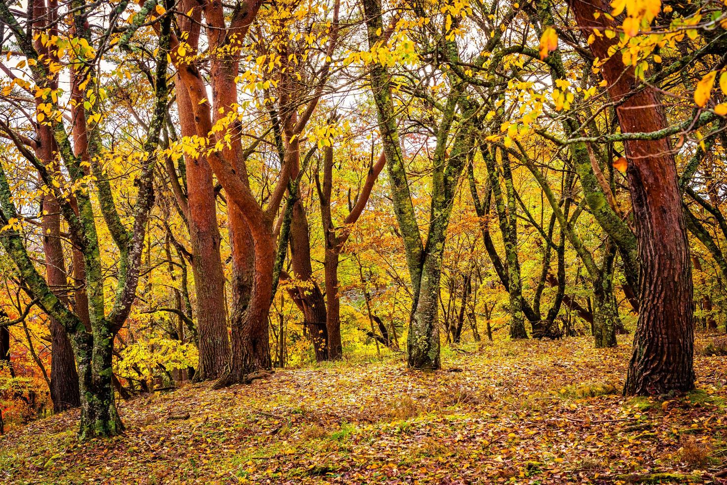 bellissimi alberi di acero in autunno foto