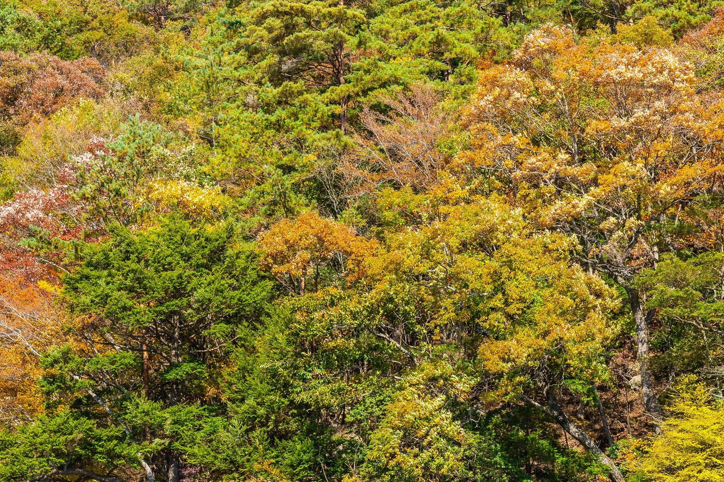 alberi di acero nella stagione autunnale foto
