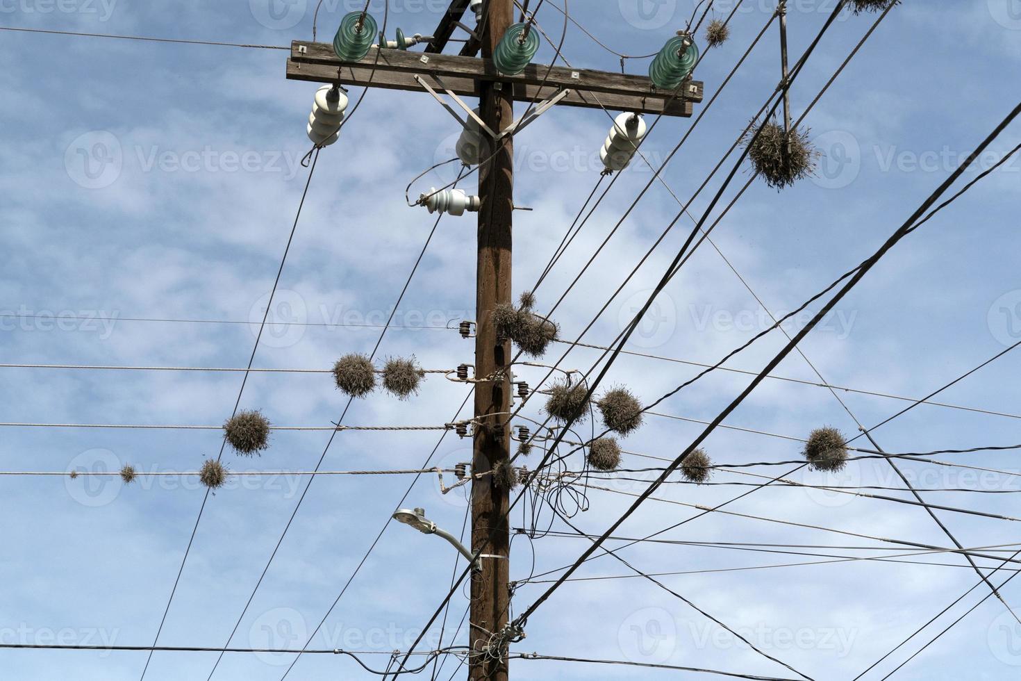 tillandsia ricurvata aereo pianta in crescita su energia Linee nel baja California foto