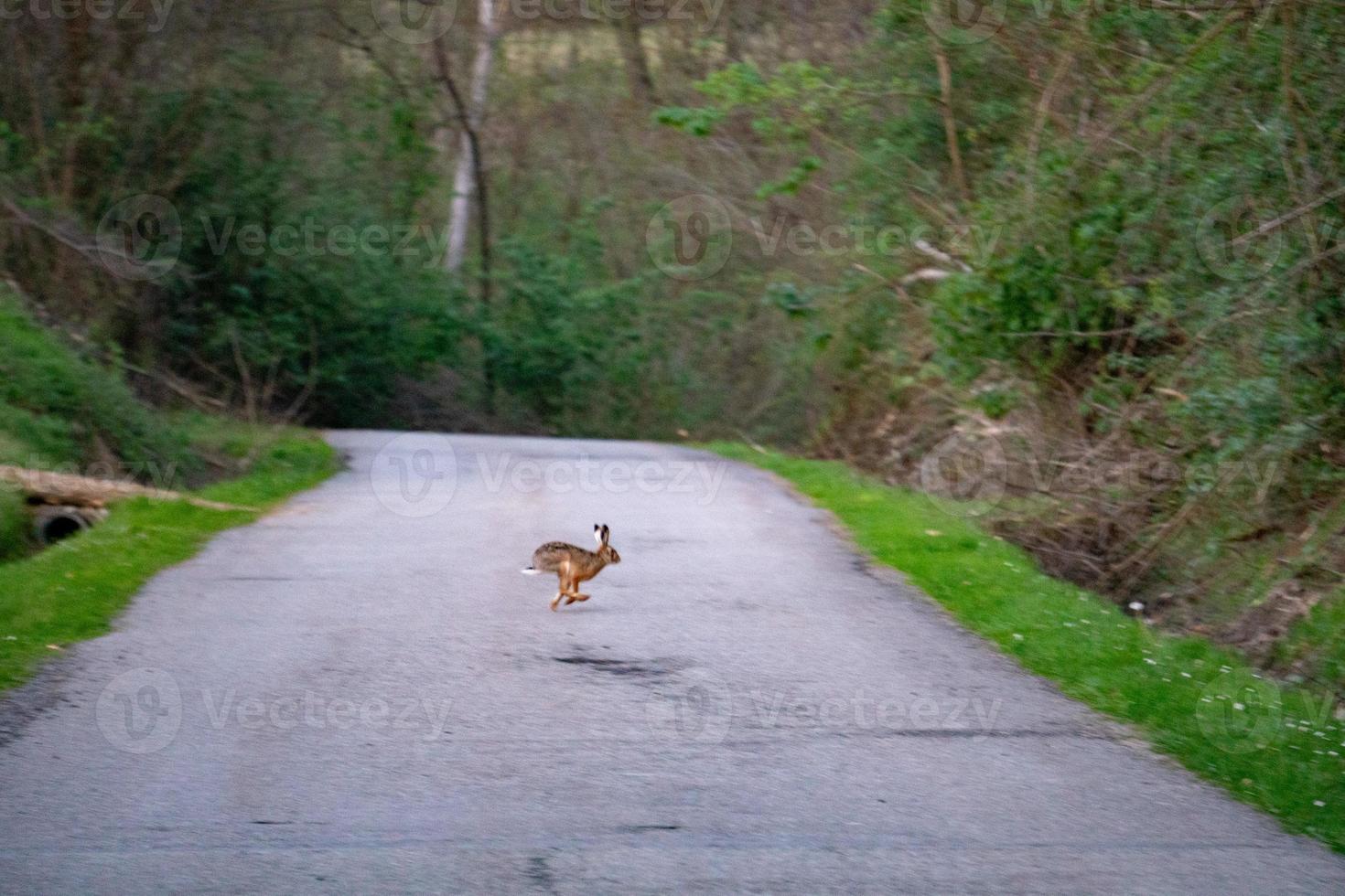 coniglietto coniglio attraversamento il strada a pieno velocità foto