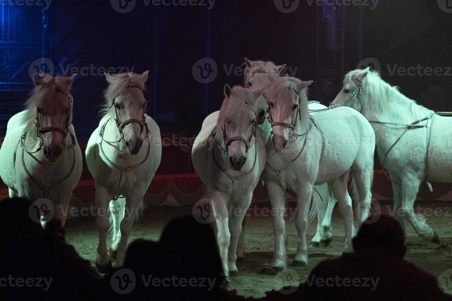 circo cavalli su nero sfondo foto