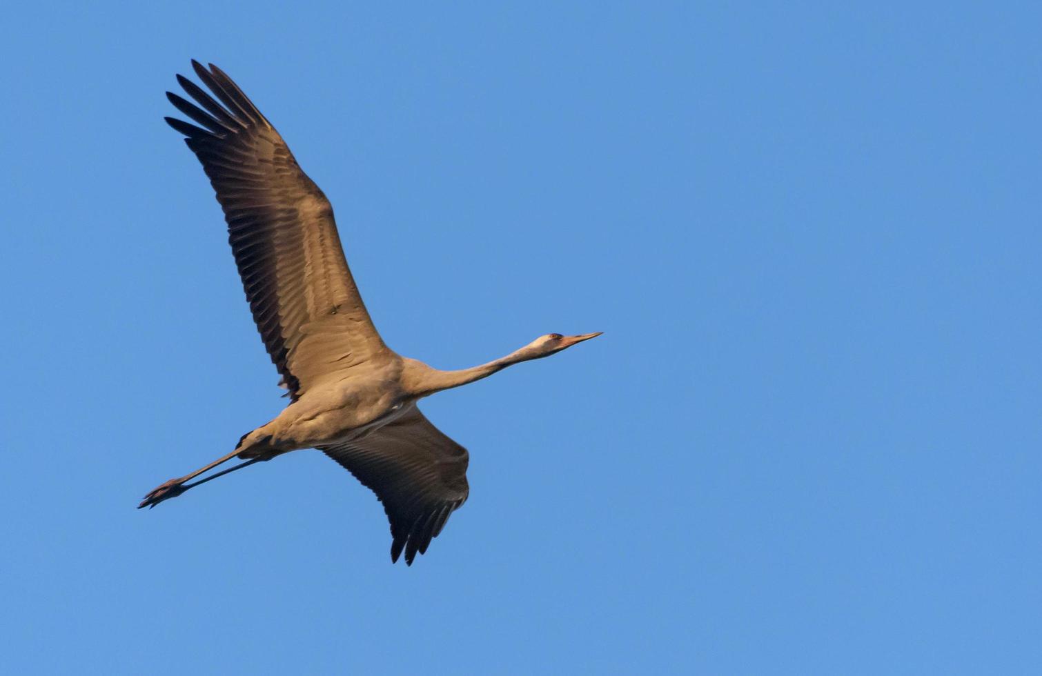 Comune gru - grus grus - nel rapido volo su nel caldo blu mattina cielo foto