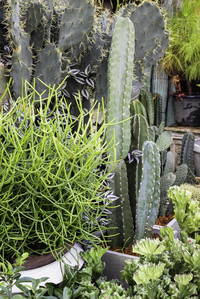 piante, piante grasse e cactus foto