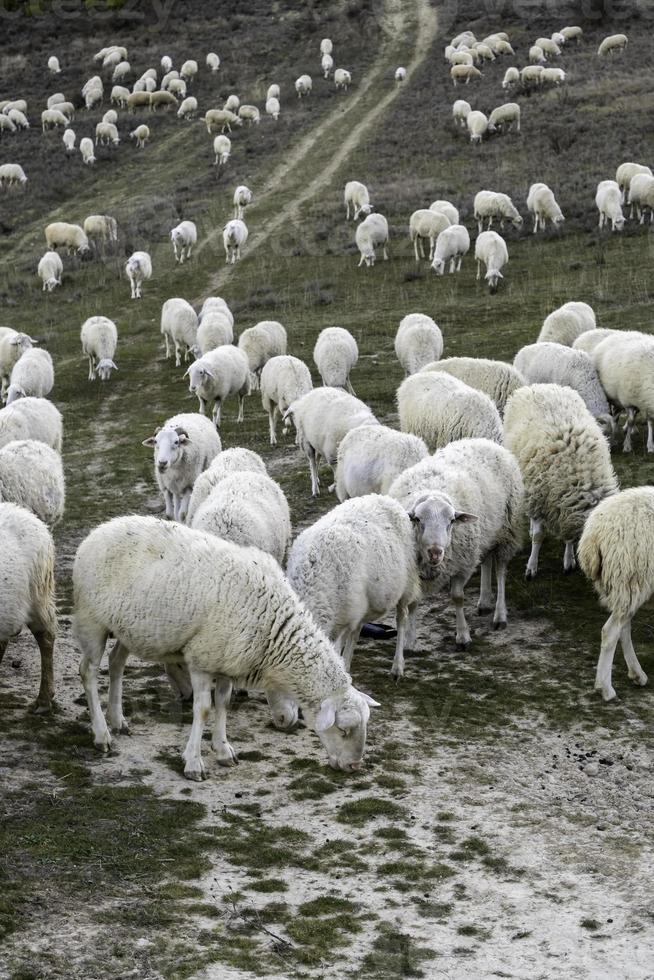 gregge di pecora nel natura foto