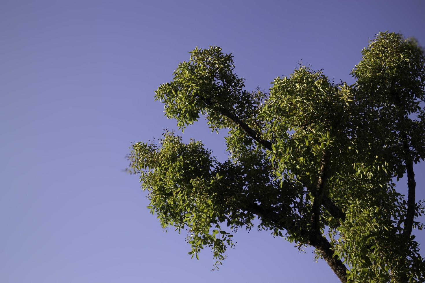 albero lussureggiante sul cielo viola foto