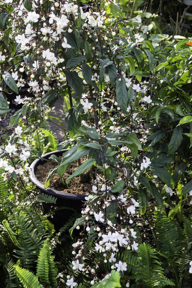 piante da giardino verdi foto