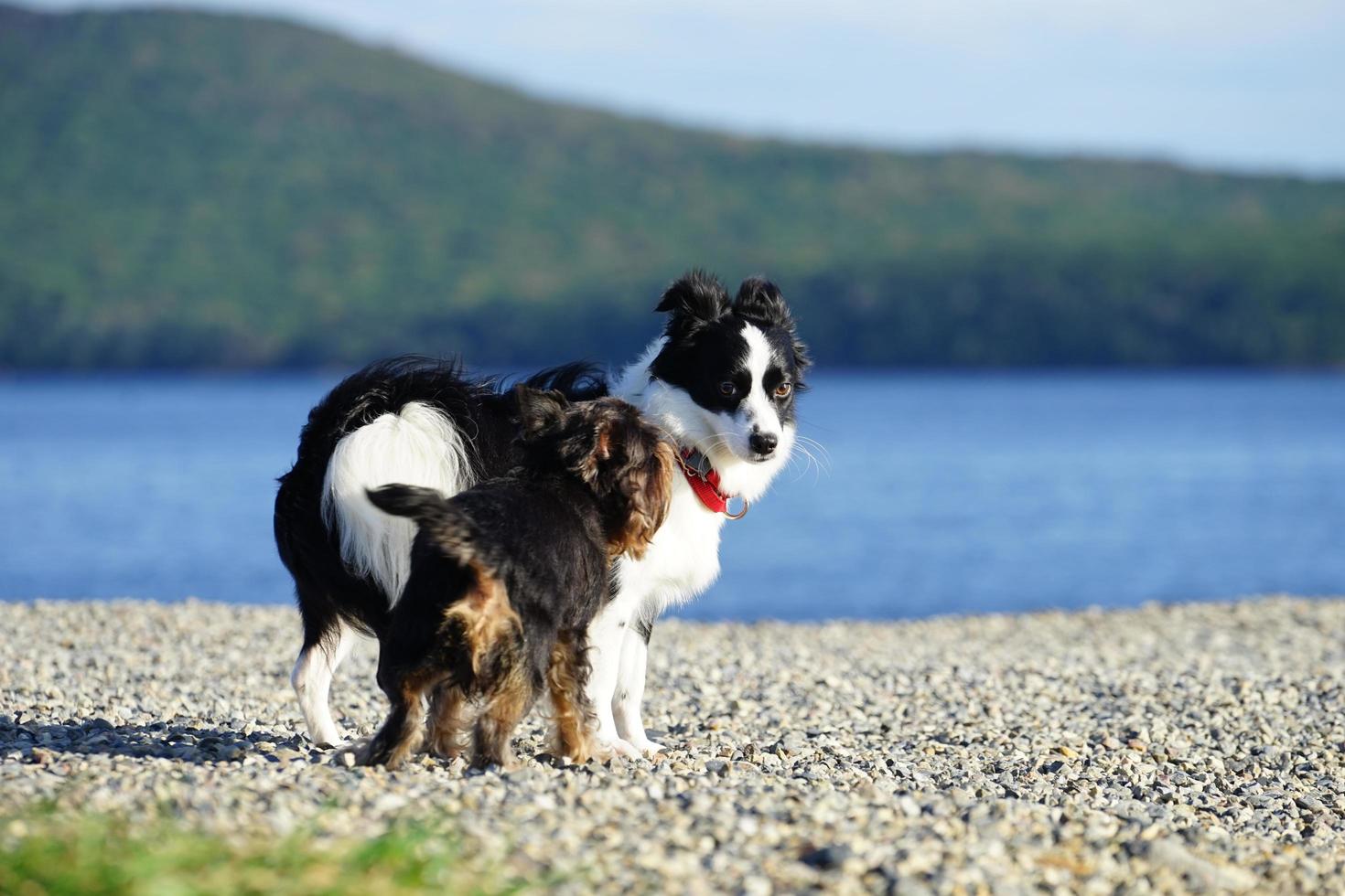 due cani su una spiaggia a vladivostok, russia foto