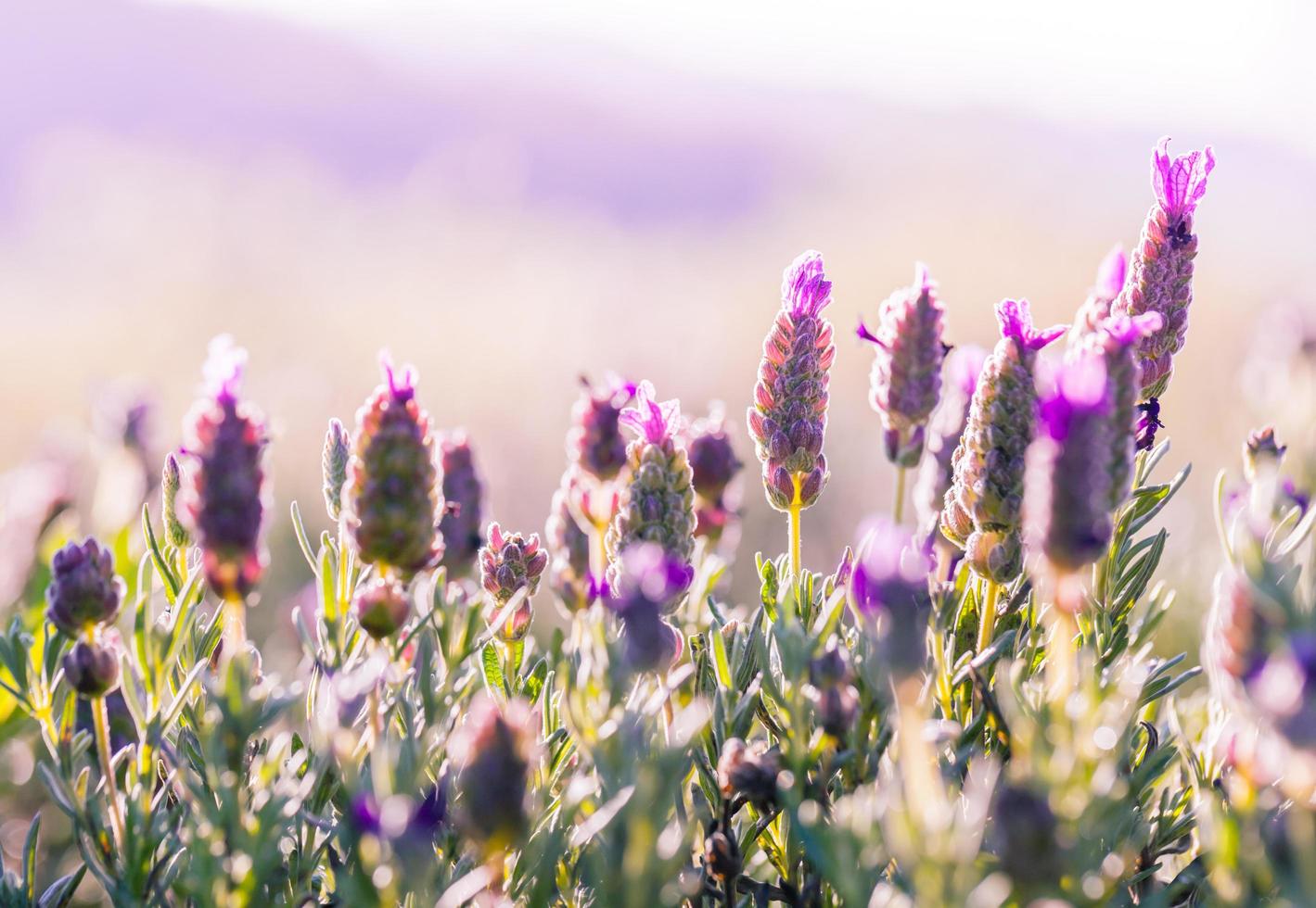 campo di fiori viola foto