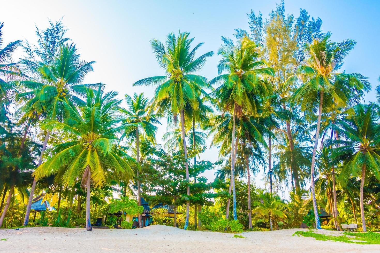spiaggia con palme foto