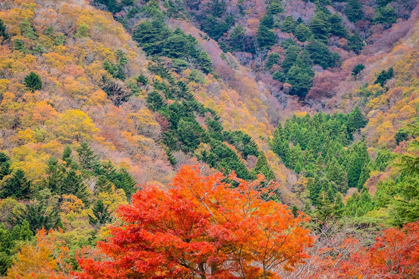 foresta su una montagna in autunno foto