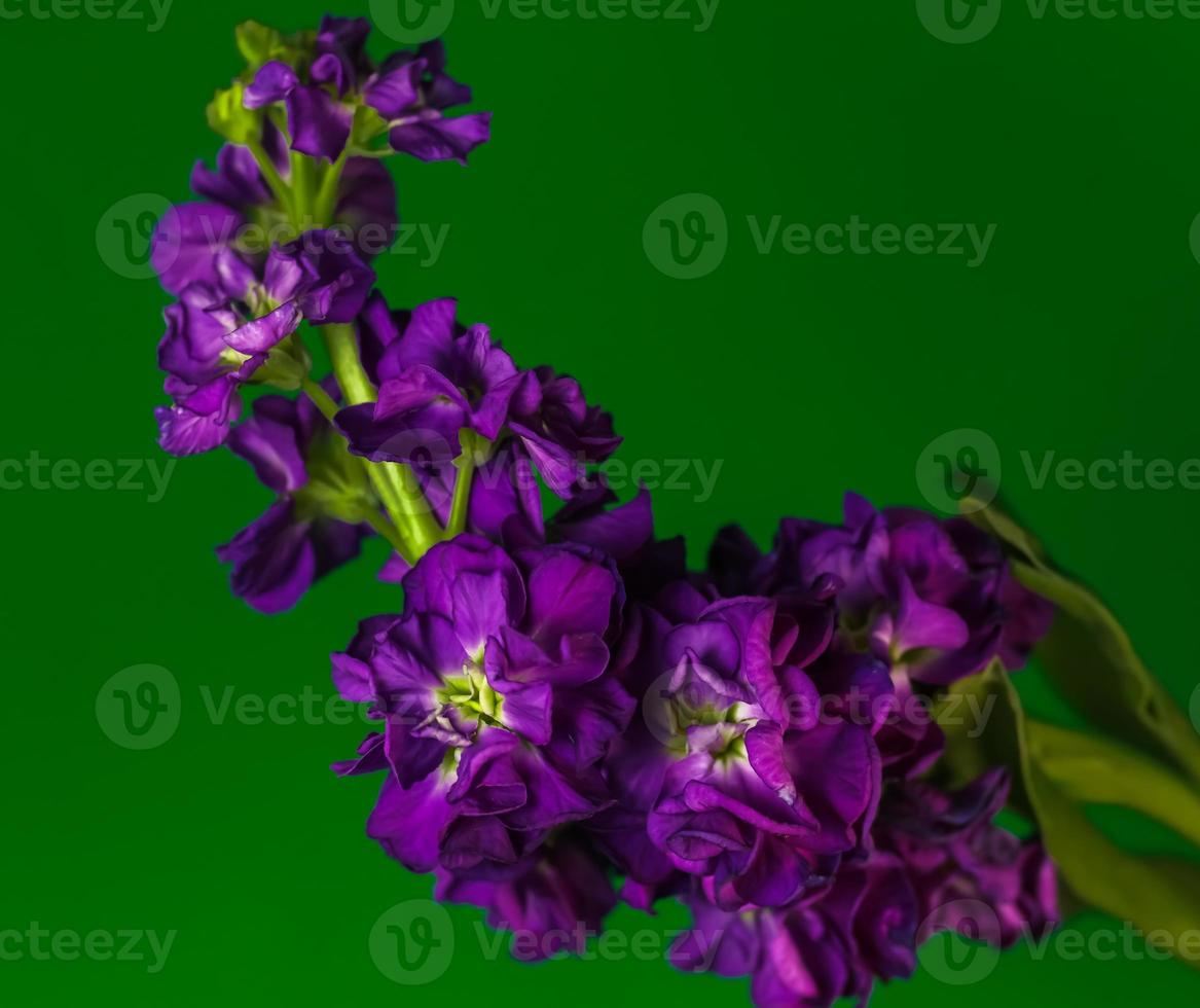 un' in profondità viola brompton azione fioritura su un' ricco verde sfondo foto