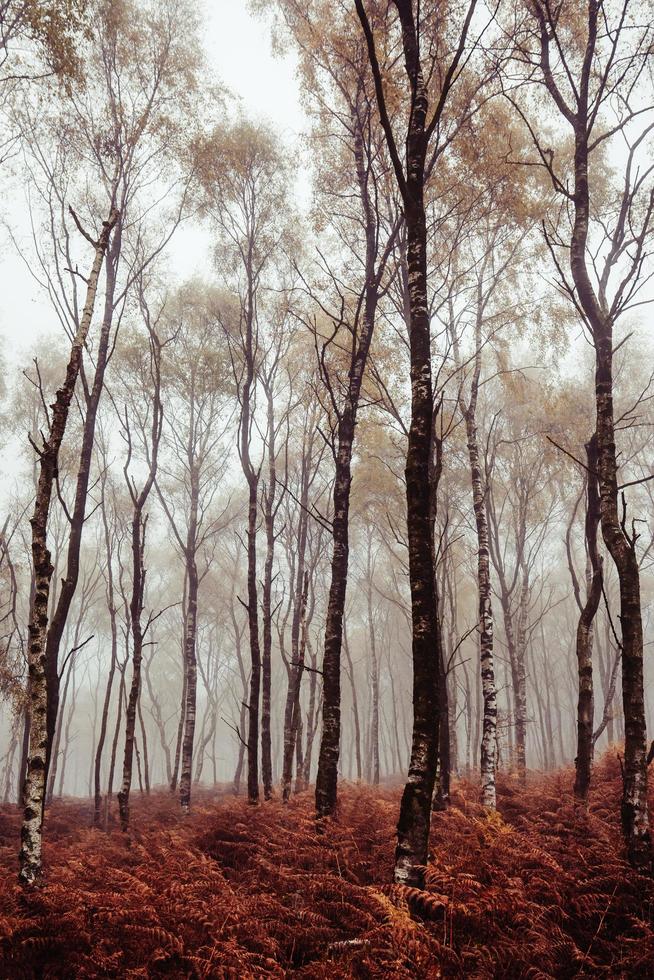 alberi ad alto fusto nella foresta nebbiosa o nebbiosa foto