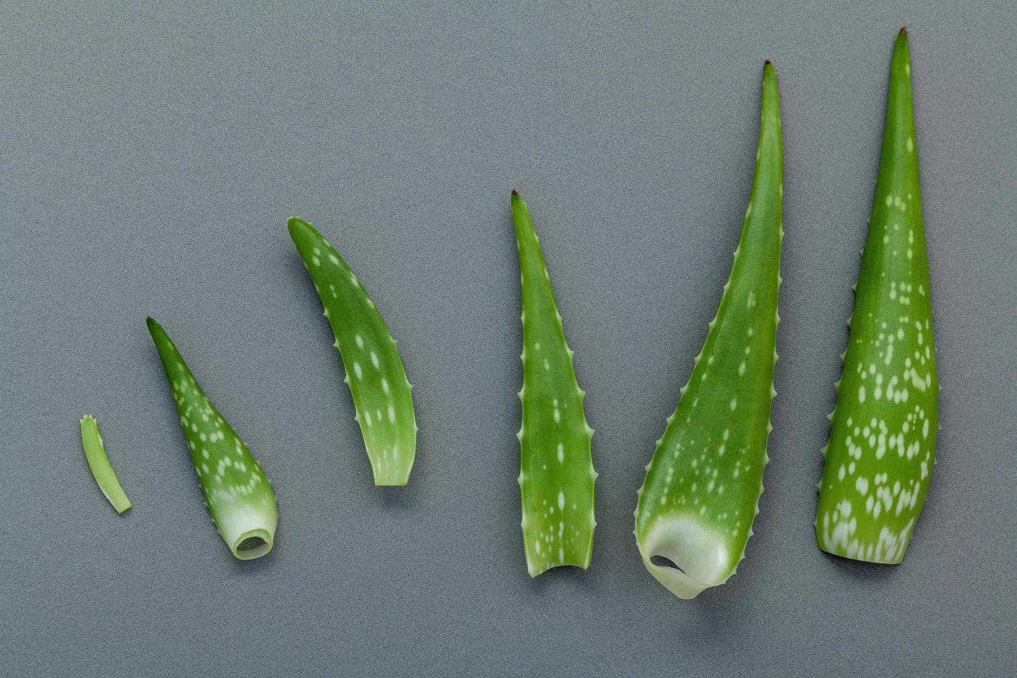 aloe vera su sfondo grigio foto