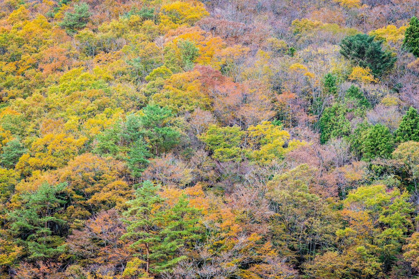 foresta colorata sulla montagna foto