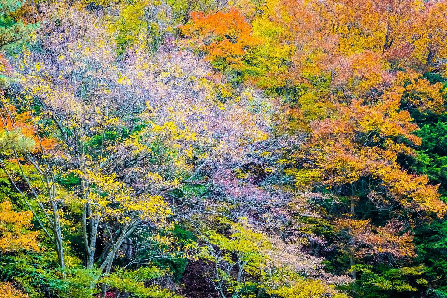 foresta colorata sulla montagna foto