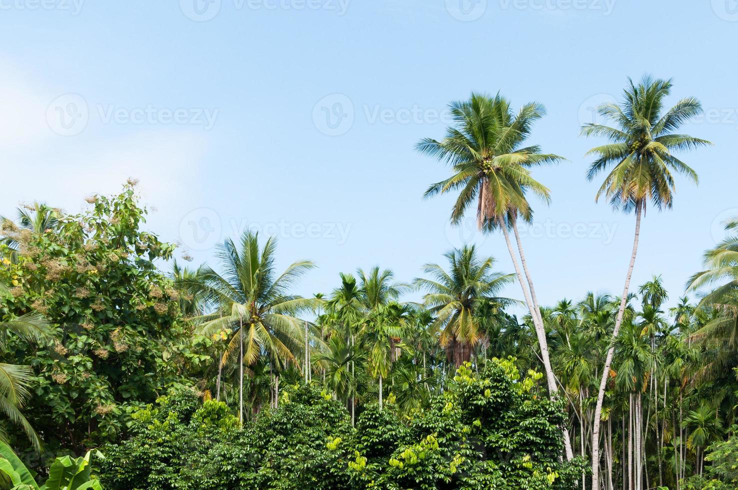 bellissimo Due Noce di cocco palme alberi nel il tropicale foresta con blu cielo a isola nel Tailandia foto