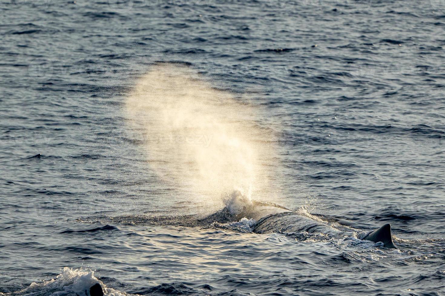 soffio di sperma balena a tramonto mentre soffiaggio respiro foto