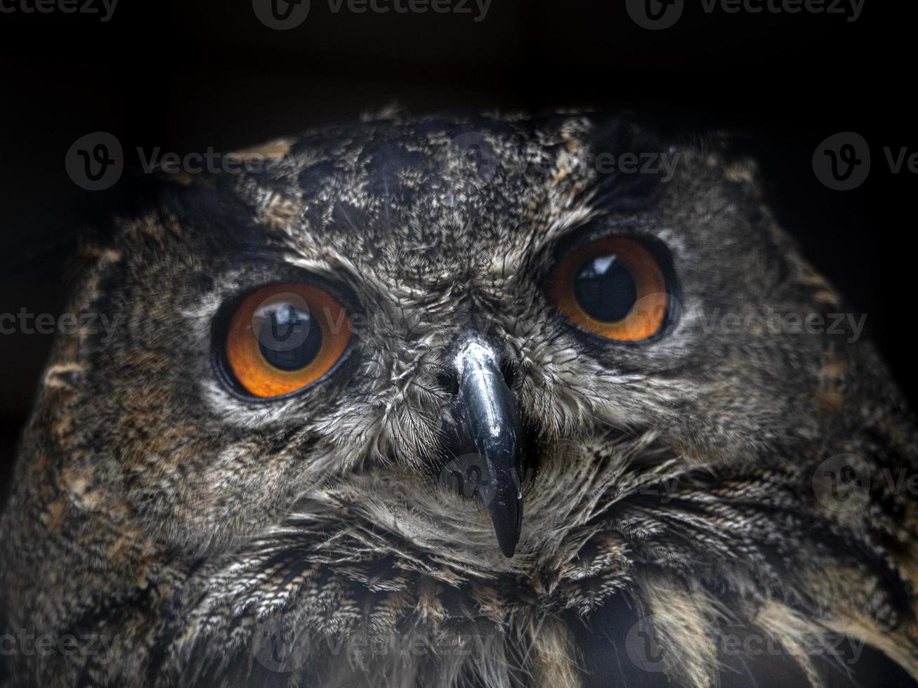 capo aquila gufo bubo capensis africano uccello foto