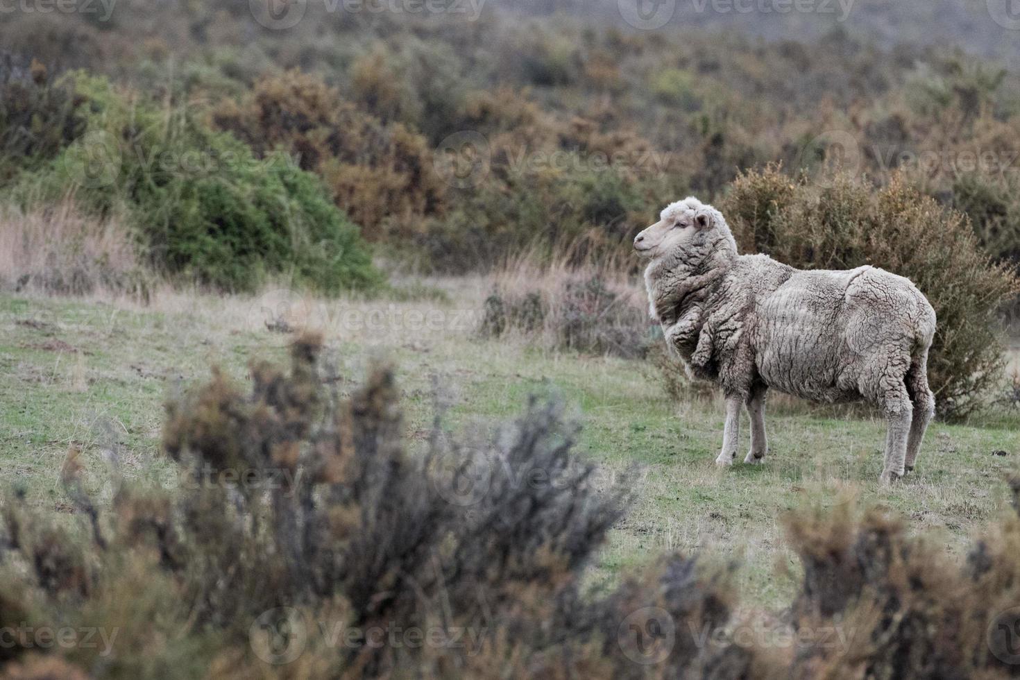 pecora gregge su patagonia erba sfondo foto