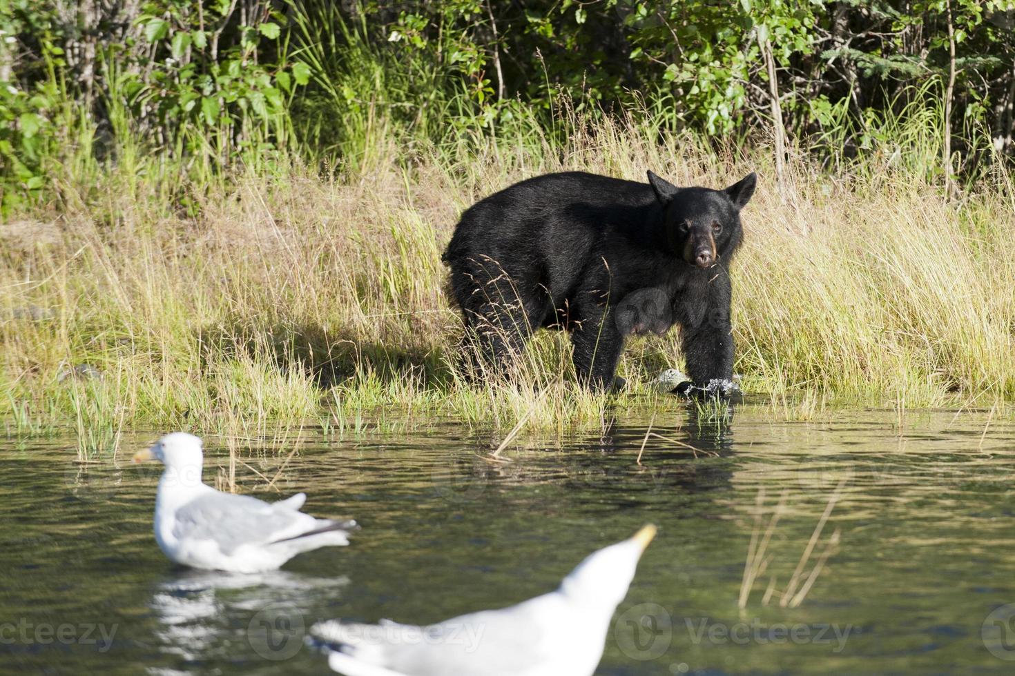 nero orso nel alaska foto