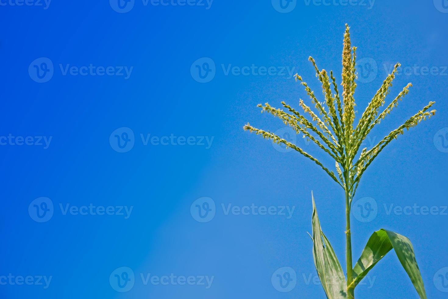 Mais fiore contro blu cielo, crudo Mais su pianta, fiore di campo Mais foto