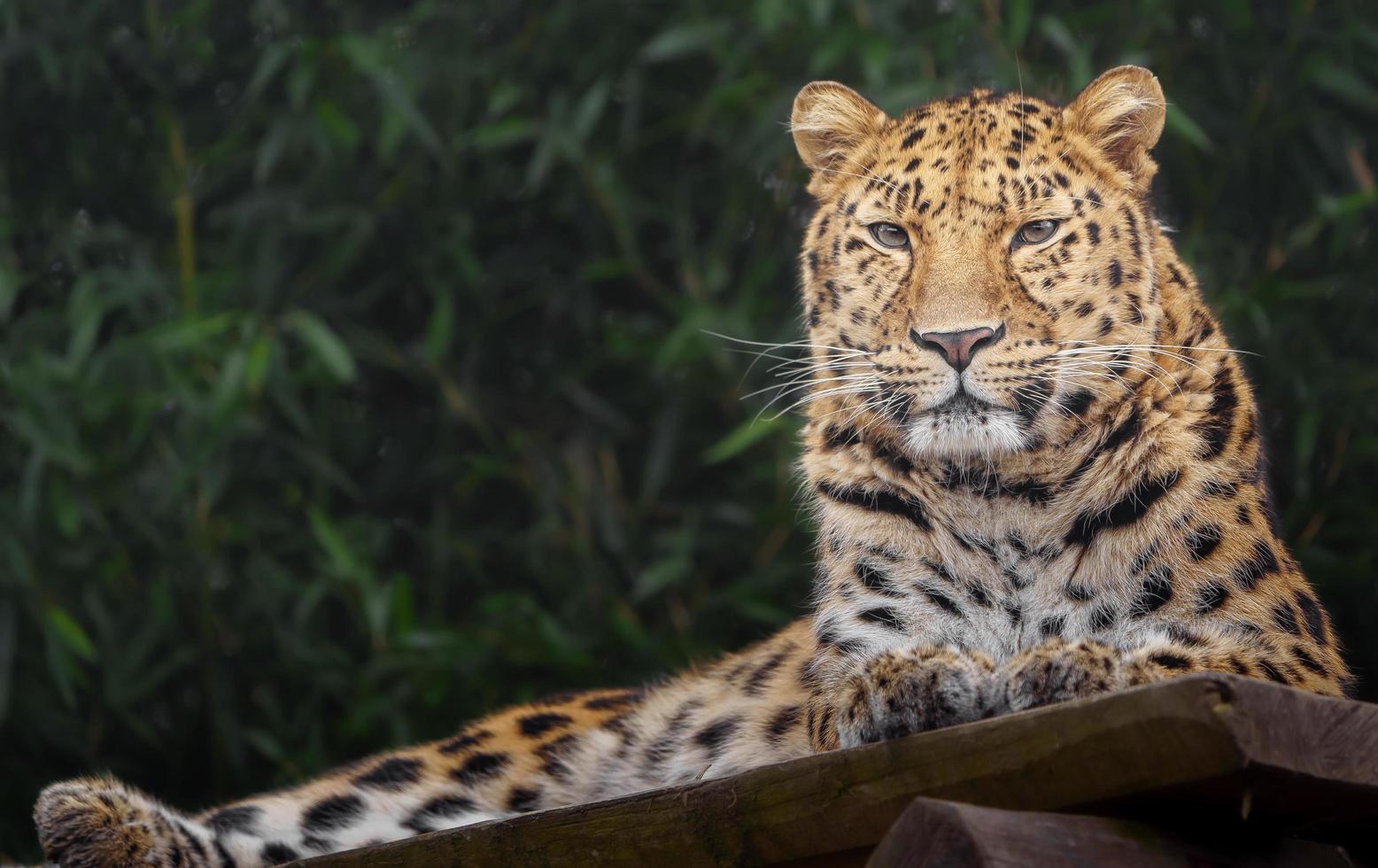 leopardo dell'amur nello zoo foto