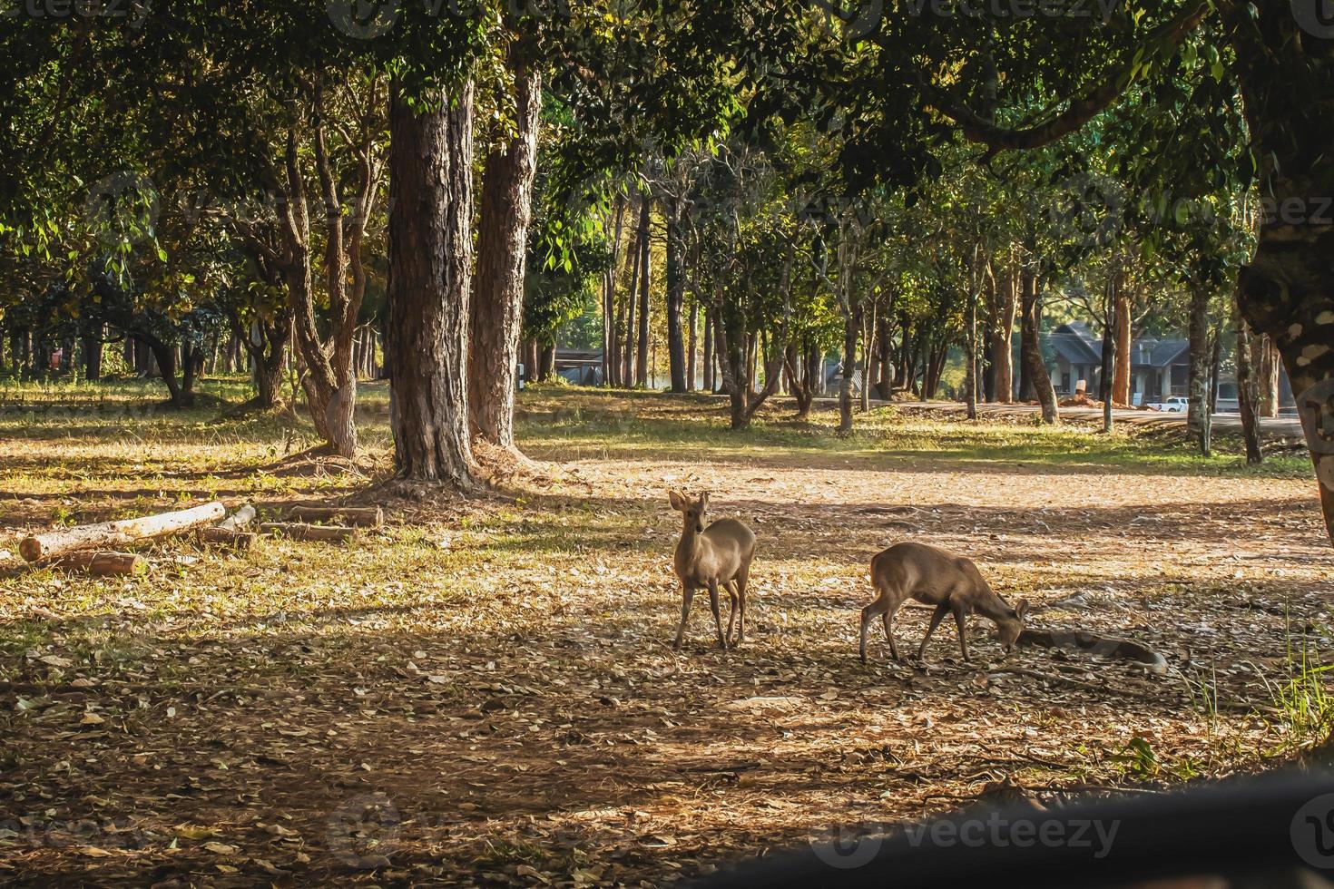 cervo nel il prato natura conservazione la zona foto