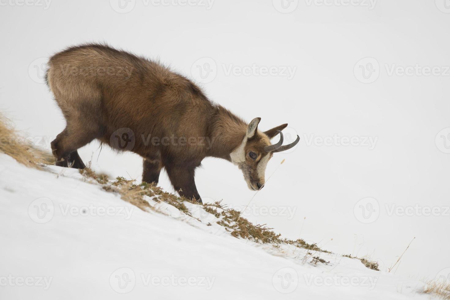 un isolato camoscio cervo nel il neve sfondo foto