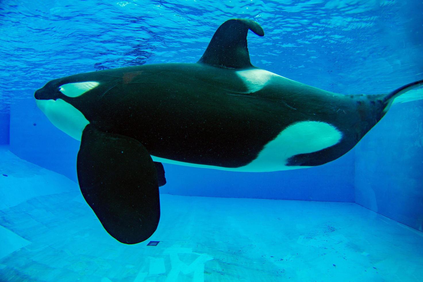 san diego, Stati Uniti d'America - novembre, 15 2015 - il uccisore balena mostrare a mare mondo foto