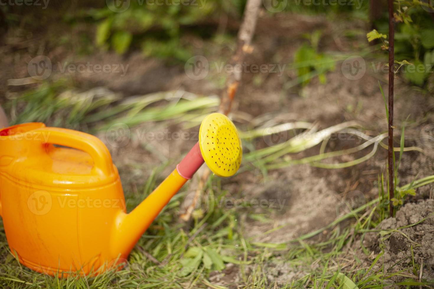 irrigazione può con acqua. attrezzatura nel giardino. irrigazione giardino. foto