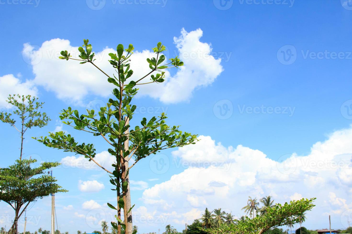 terminalia ivorensis- Questo è un' piccolo frondoso albero nativo per il foreste di ovest Africa. e bianca e blu cieli durante caldo e soleggiato giorni nel il campagna. pianta un' giardino - rendere esso bellissimo foto