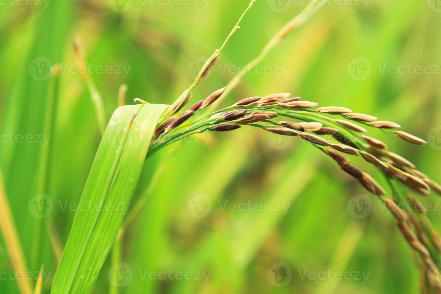 biologico viola riceberry orecchie siamo cresciuto per Salute amanti. esso è salutare riso cresciuto nel agricoltori' i campi per mangiare e vendita. foto