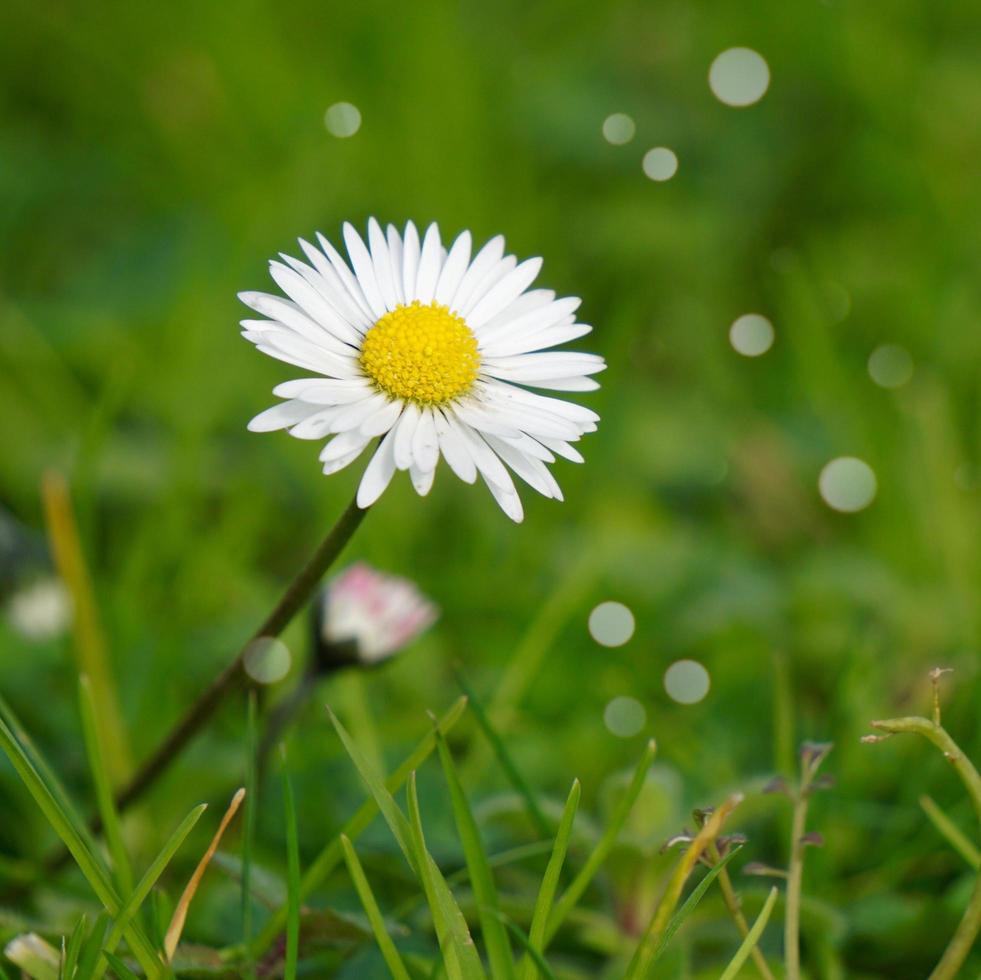 bellissimo fiore margherita in giardino nella stagione primaverile foto