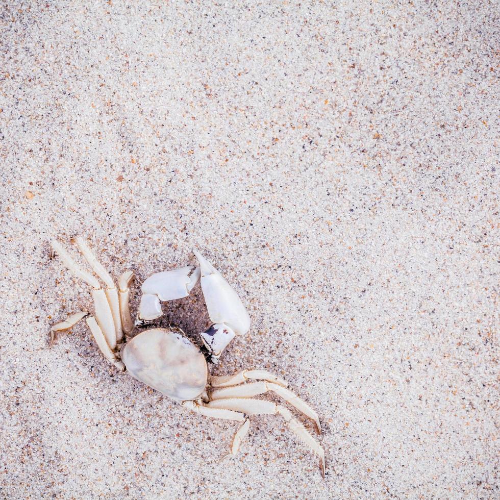 granchio bianco nella sabbia foto