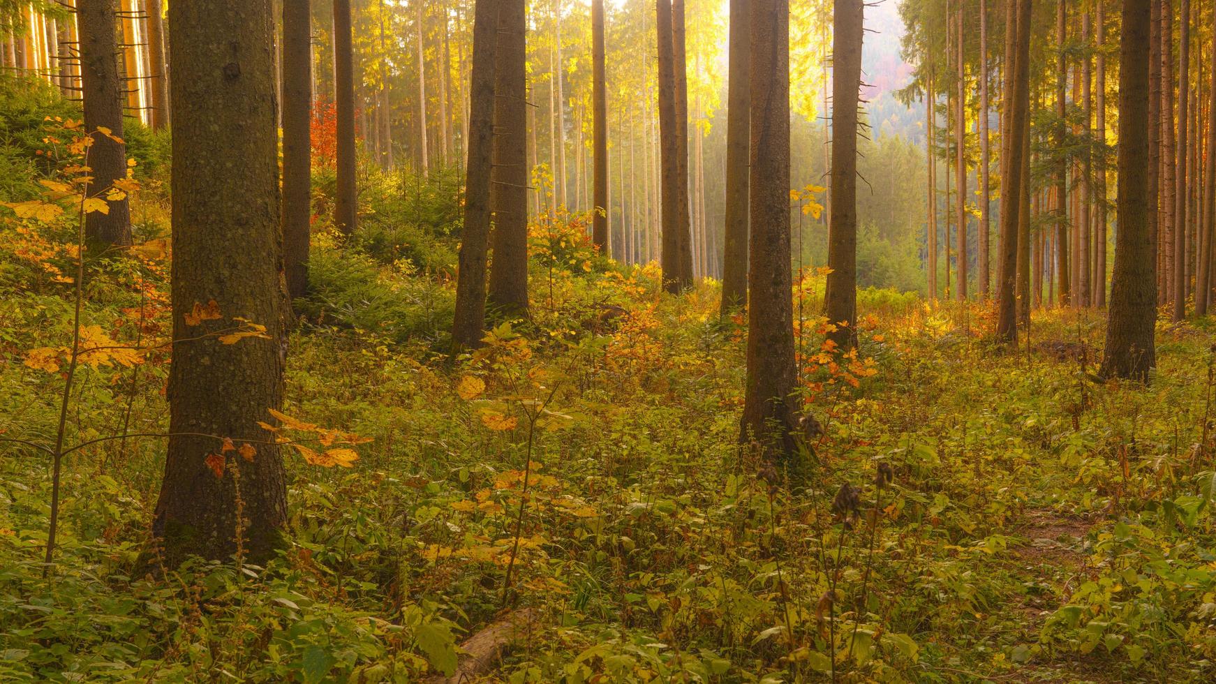 scena autunnale nella foresta foto