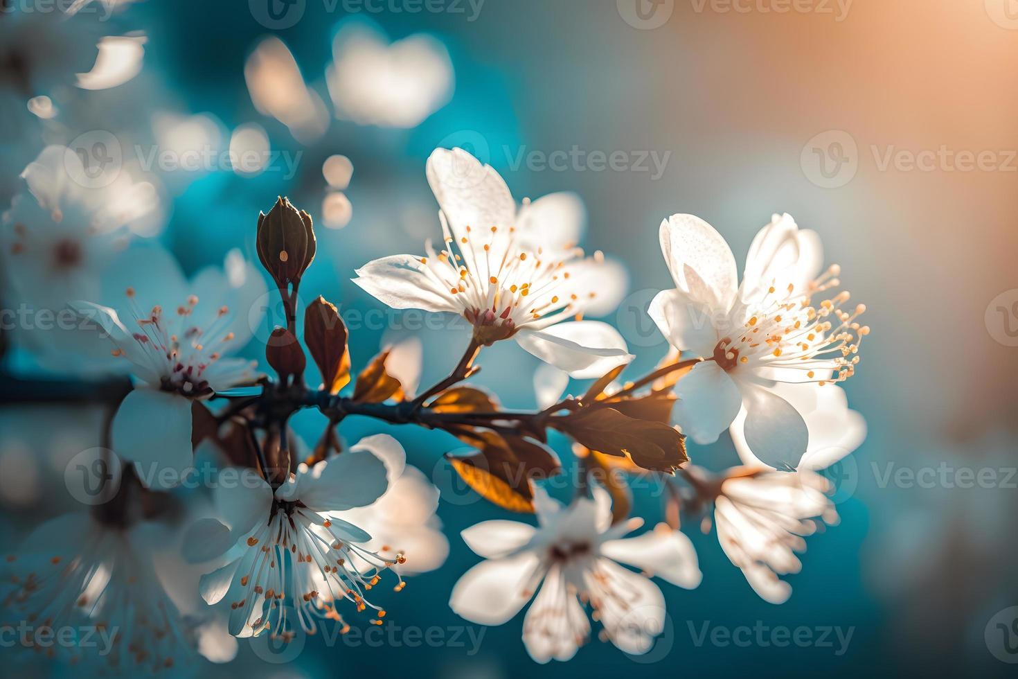 fotografie rami di fioritura ciliegia macro con morbido messa a fuoco su dolce leggero blu cielo sfondo nel luce del sole con copia spazio. bellissimo floreale Immagine di primavera natura, fotografia