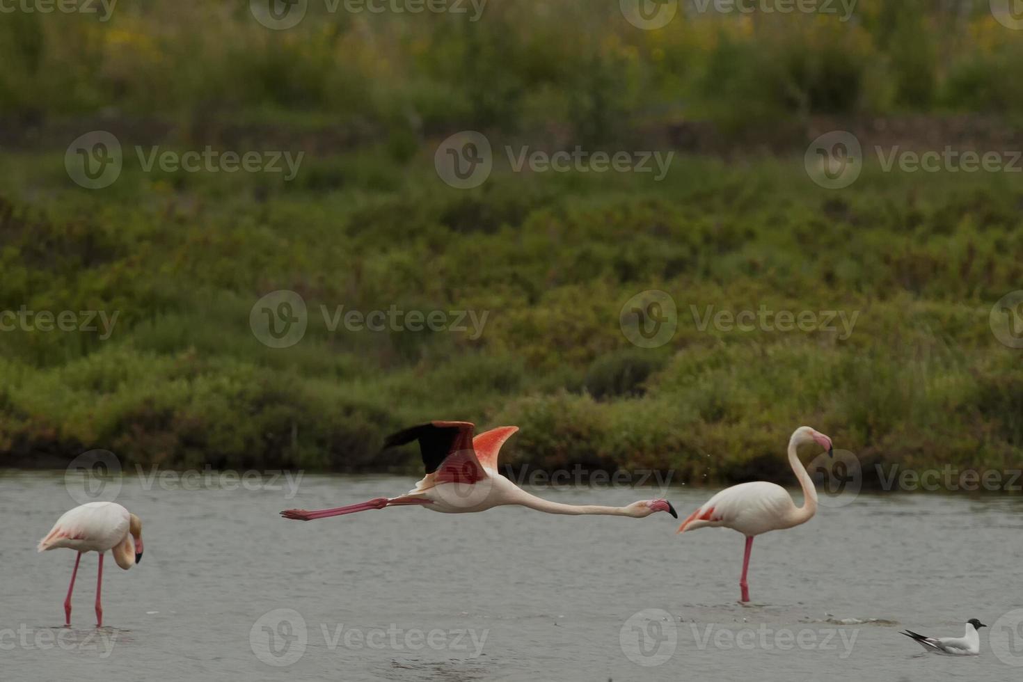 un' rosa fenicottero volante al di sopra di acqua nel sardegna, Italia foto