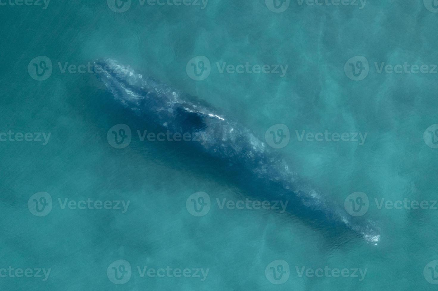 aereo Visualizza di un' grigio balena eschrichtius robusto, baja California Messico foto